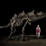 Billionaire investor Ken Griffin pays $45 million for dinosaur fossil